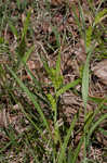 Thinfruit sedge